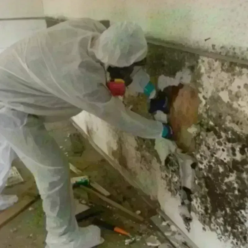 Mold Remediation and Removal in Hartley County, TX